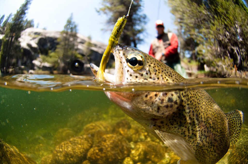 The Ultimate Guide to Flyfishing for Trout