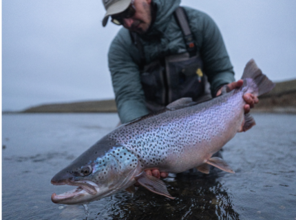 Searun_brown_trout_seatrout2 1