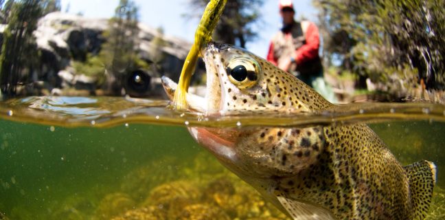 The Ultimate Guide to Flyfishing for Trout